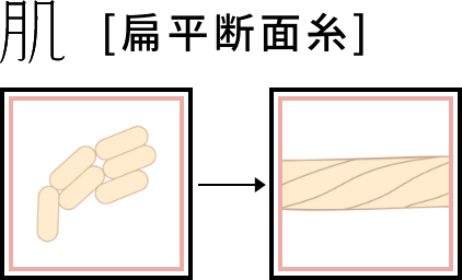 肌の断面は扁平状のため、糸でまとまった際に凹凸がなくなり、なめらかな肌ざわりに。"